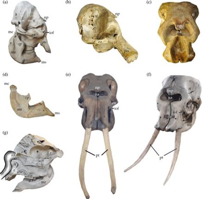 
Pygmy Elephant Skulls Inspire Cyclops, What Do They Resemble And Reddit Discussions 